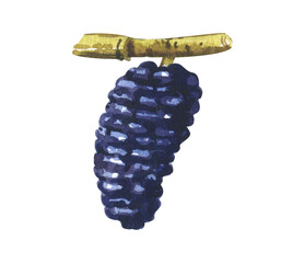 Watercolor fruit mulberry isolated on white background. Realistic illustration