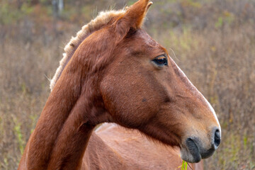 beautiful wild young horse