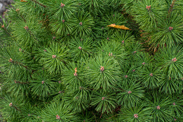 coniferous plants in the garden