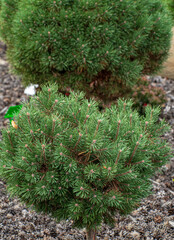 coniferous plants in the garden