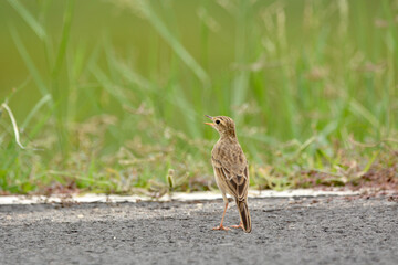 Indochinese Bushlark on the road with grass background. 
