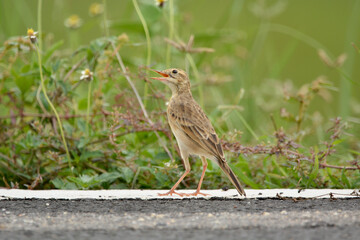 Indochinese Bushlark on the road with grass background. 