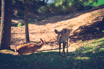 Two wild deer.
The photo was taken in Nara, Japan.