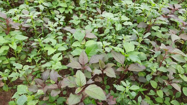 Green amaranth field background, leaf vegetable, cereal plant, source of proteins and amino acids growing in the garden .Amaranth Amaranthus viridis Amaranthaceae green leaves.