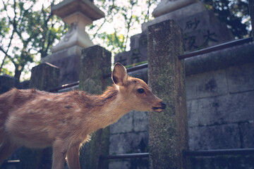 A wild child deer and a lantern.
The photo was taken in Nara, Japan.