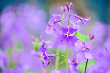 花の少ない早春に咲くのでハナダイコンは貴重な花で、束ねると切花としても利用できます