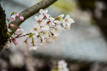 美しい日本のサクラ、白いソメイヨシノだけでなく薄い紅色の桜もきれいです