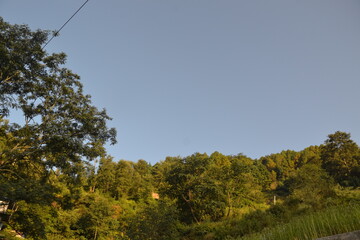 Trees and landscapes.