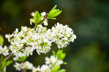 初春に花を咲かせるスモモの花、果実はソルダムやサンタローザやメスレーという名前で販売されます