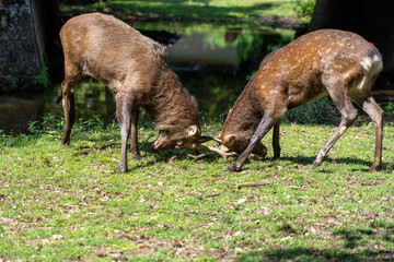 Male wild deer fighting in the wild.
The photo was taken in Nara, Japan.