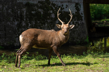 A male wild deer.
The photo was taken in Nara, Japan.