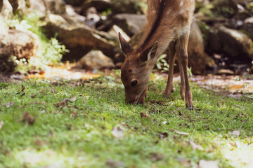 Naklejka na ściany i meble A wild deer eating grass. This photo was taken in Nara, Japan.
