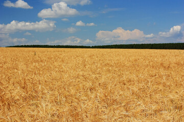 Golden ears of wheat in the field