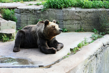 Big brown bear sitting on the wall