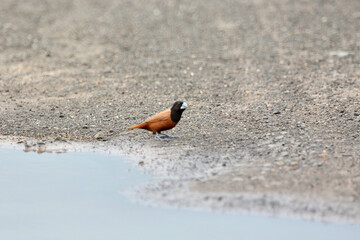 Lonchura atricapilla