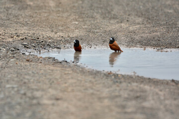 Chestnut Munia on the water. 