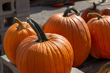 Close up view of freshly harvested large Jack O' Lantern size orange pumpkins with an outdoor neutral asphalt background on a sunny day