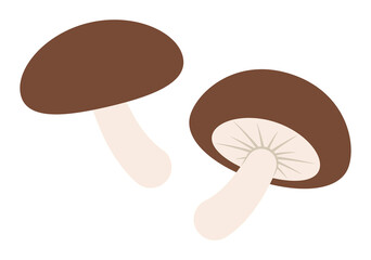 Fototapeta premium しいたけ