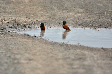 Lonchura atricapilla