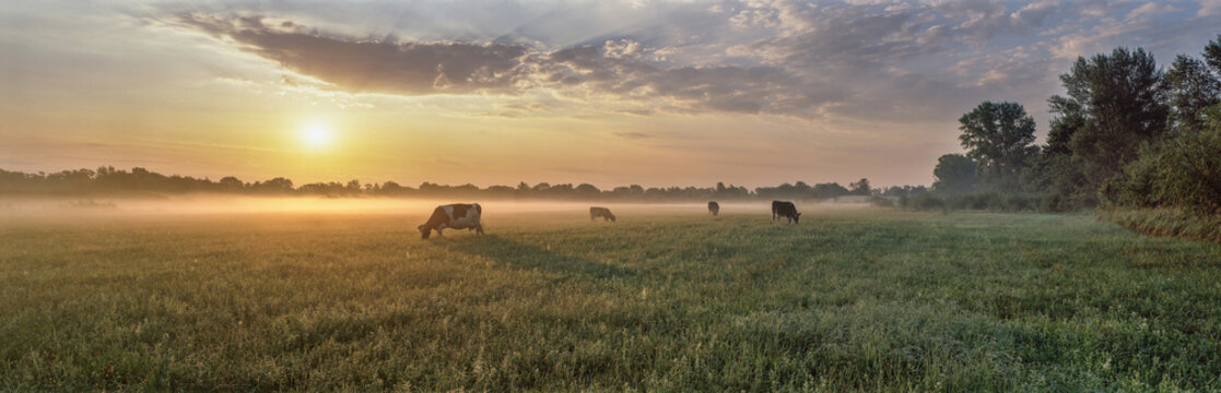 Panorama of grazing cows in a meadow with grass covered with dewdrops and morning fog, and in the background the sunrise in a small haze.