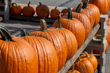 Close up view of freshly harvested large Jack O' Lantern size orange pumpkins with an outdoor neutral asphalt background on a sunny day