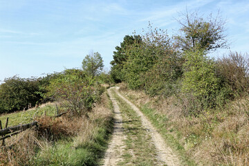 Fototapeta na wymiar Rural road between trees and bush with pasture on side
