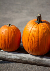 Close up view of freshly harvested large Jack O' Lantern size orange pumpkins with an outdoor neutral asphalt background on a sunny day