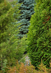 coniferous plants in the garden
