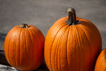 Close up view of freshly harvested large Jack O' Lantern size orange pumpkins with an outdoor neutral asphalt background on a sunny day