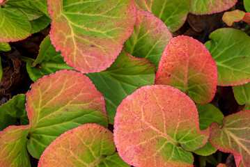 autumn bergenia leaves texture, macro