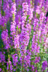 Obraz premium みそはぎ