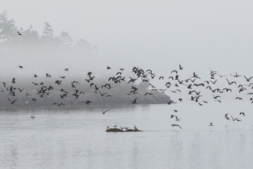 Misty Afternoon at Deception Pass on Whidbey Island Washington