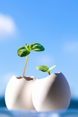 エッグプランツ