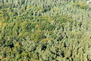 Forest with deciduous trees and conifers from above