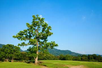 Fototapeta na wymiar 平原に立つ1本の木