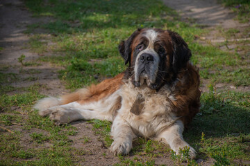 A large St. Bernard dog lies in the yard on the grass and raises its head when its owner calls: dog training, rescue dogs
