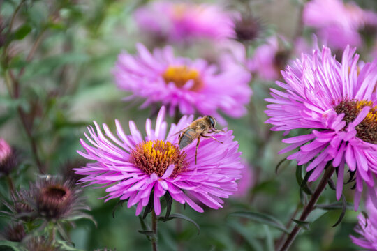 A bee close up on a pink flower collects nectar to create honey