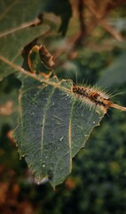 macro of a caterpillar