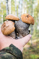 aspen mushrooms plucked when picking mushrooms in the forest