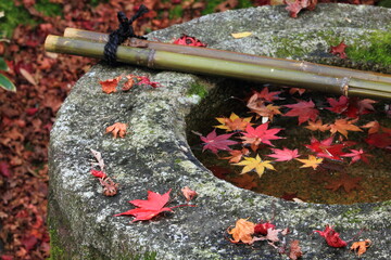 Beautiful Autumn Leaves in Kyoto Japan