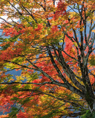 Beautiful Autumn Leaves in Kyoto Japan