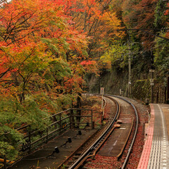 Fototapeta premium Beautiful Autumn Leaves in Kyoto Japan