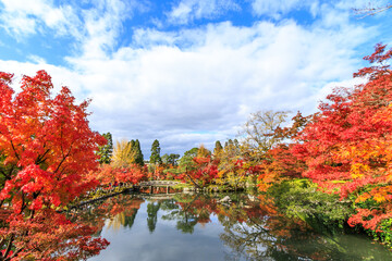 Obraz premium Beautiful Autumn Leaves in Kyoto Japan