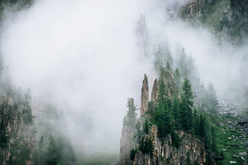 Sharp stones of rocky mountain with coniferous trees in dense fog. Low cloud near high rock with forest. Colorful foggy green landscape with rocks and trees in clouds. Steep slope with boulder streams