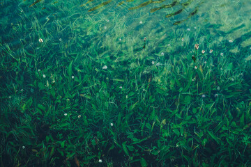 Fototapeta na wymiar Nature background of green vegetation in clear water. Underwater flora close-up. Natural texture of greenery on bottom of mountain lake after flood. Calm transparent water surface of mountain lake.