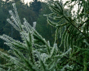 Larch branch covered with dew and cobwebs at dawn after a cold night in autumn