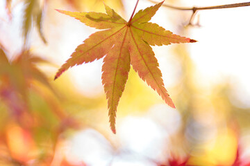 Beautiful Autumn Leaves in Kyoto Japan