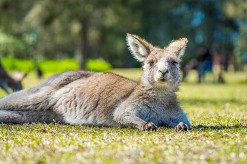 Baby Joey Kangaroo in country Australia - these marsupials are a symbol of Autralian tourism and natural wildlife, the iconic kangaroos.