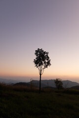 Fototapeta na wymiar silhouette of a tree while sunset