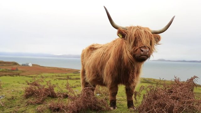 Long-haired Highland Cattle by the road, Kalnakill, Scottish highlands, Scotland winter. The Highland cattle is a Scottish breed of rustic cattle. Kyloe. Cattle (Bos taurus) 